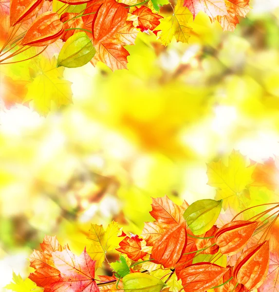 Folhagem colorida brilhante em um fundo da paisagem de outono — Fotografia de Stock