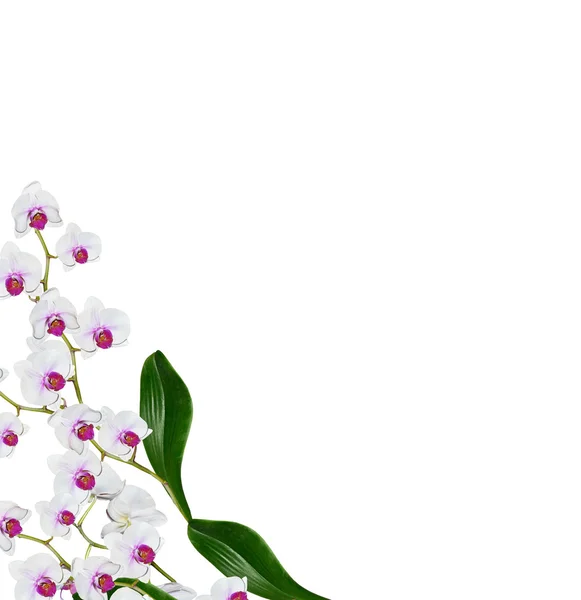 Orchidee Blume isoliert auf weißem Hintergrund — Stockfoto