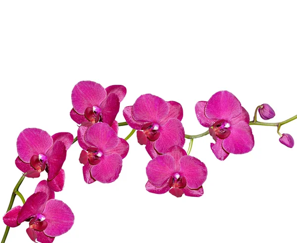 Orchidea kwiat izolowane na białym tle — Zdjęcie stockowe