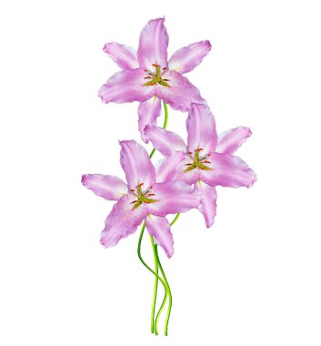 Çiçek zambağı beyaz arkaplanda izole edildi. 