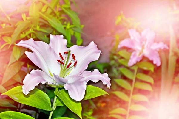 Colorful beautiful flowers lily on the background of the summer — Stock Photo, Image