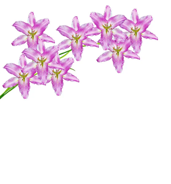 Цветочные лилии изолированы на белом фоне. — стоковое фото