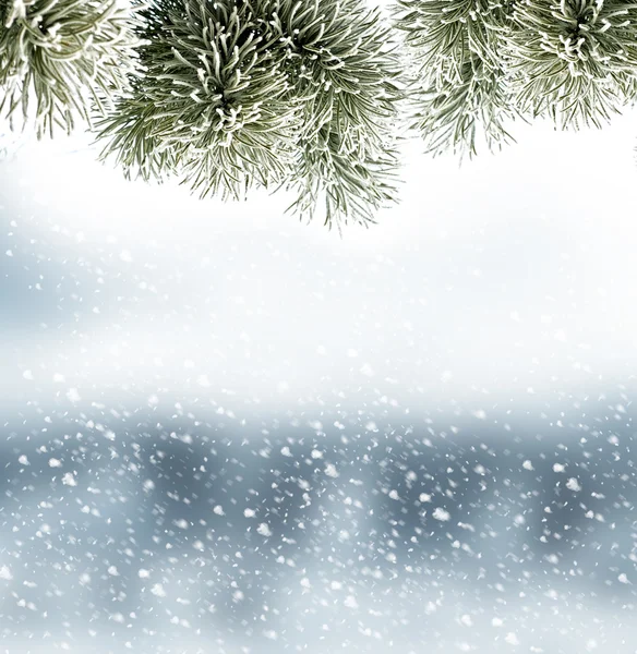 Bos. Winterlandschap. Sneeuw bedekt bomen — Stockfoto