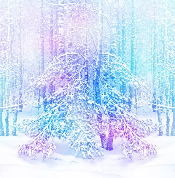 森林。冬季景观。冰雪覆盖的树木 — 图库照片
