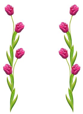 bahar çiçekleri beyaz arkaplanda izole laleler