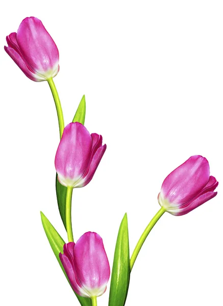 ดอกไม้ฤดูใบไม้ผลิ ดอกทิวลิปแยกกันบนพื้นหลังสีขาว — ภาพถ่ายสต็อก