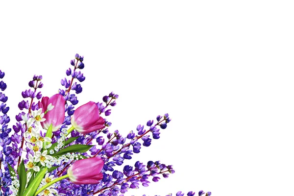 Blauwe lupine mooie bloemen op een witte achtergrond — Stockfoto