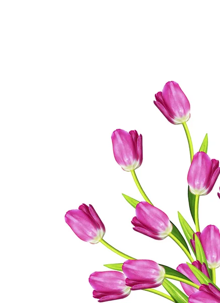 Fiori primaverili tulipani isolati su sfondo bianco — Foto Stock