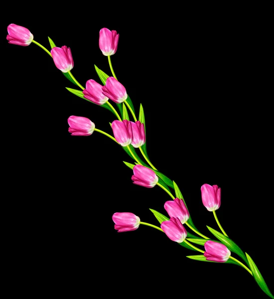 Fleurs printanières tulipes isolées sur fond noir. — Photo