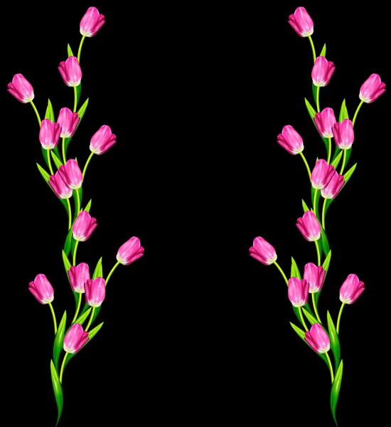 Flores de primavera tulipanes aislados sobre fondo negro. — Foto de Stock