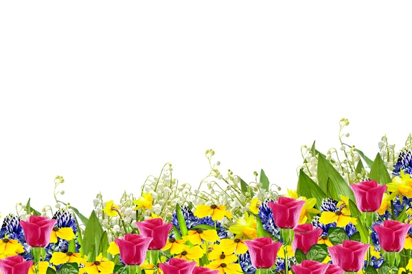 Beautiful flowers isolated on white background. Floral backgroun — Stock Photo, Image