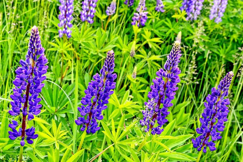 Summer landscape with beautiful bright lupine flowers — Stock Photo ...