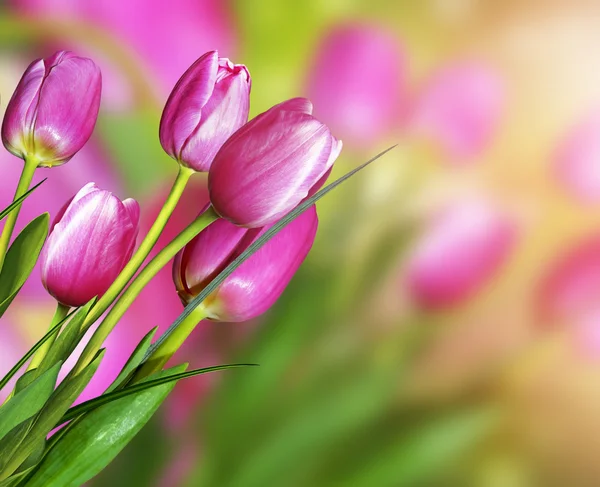 Kleurrijke roze tulpen prachtige lente bloemen op een achtergrond su — Stockfoto