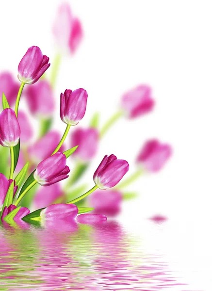 Flores da primavera tulipas isoladas no fundo branco — Fotografia de Stock