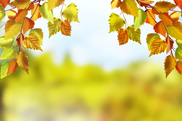 Herfst landschap. Mooie bladeren. landschap. Kleurrijke bomen — Stockfoto