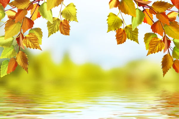 Sonbahar manzara. Güzel yaprakları. manzara. Renkli ağaçlar — Stok fotoğraf
