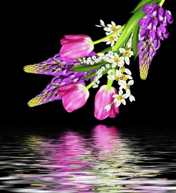 Mavi lupines siyah bir zemin üzerine güzel çiçekler