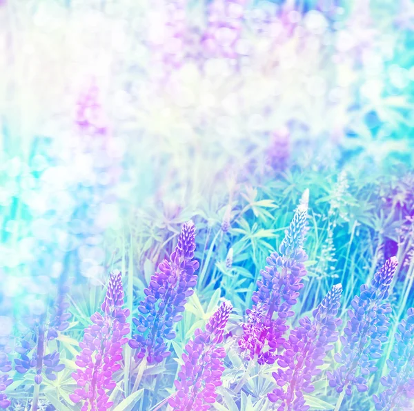 美しい明るいルピナスの花と夏の風景 — ストック写真