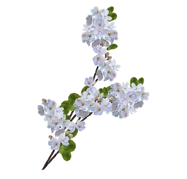 Όμορφα λεπτή λουλούδια της apple blossom απομονώνονται σε λευκό ΒΑ — Φωτογραφία Αρχείου