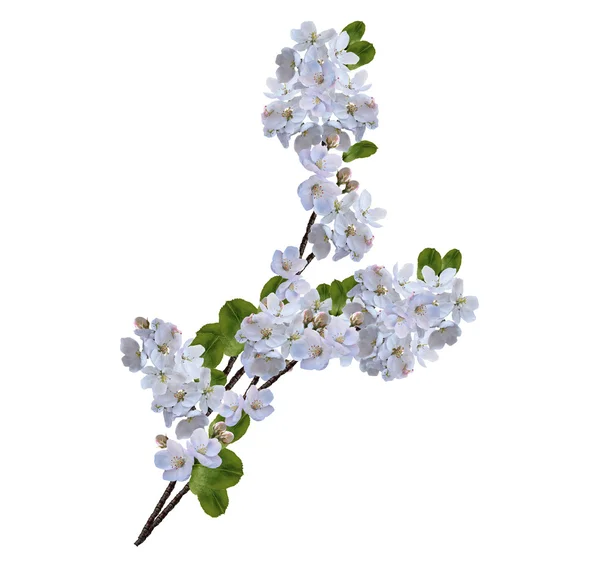 Vackra fina blommor apple Blossom isolerad på vit ba — Stockfoto