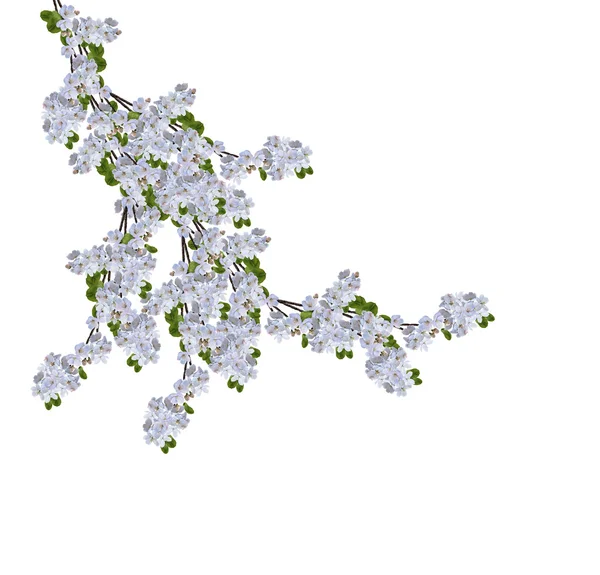 Piękne, delikatne kwiaty apple kwiat na białym tle na biały ba — Zdjęcie stockowe
