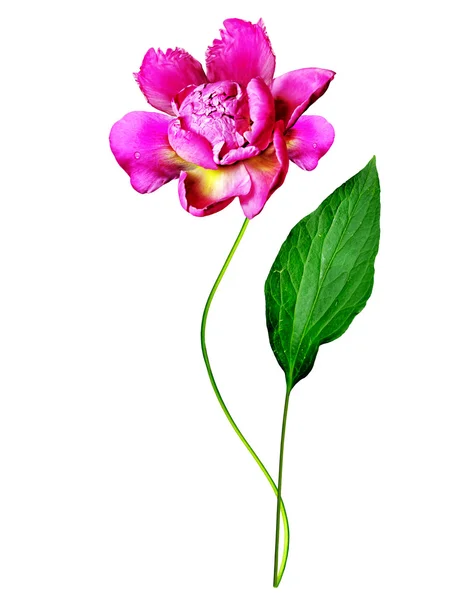 Peony flowers isolated on white background — Stock Photo, Image