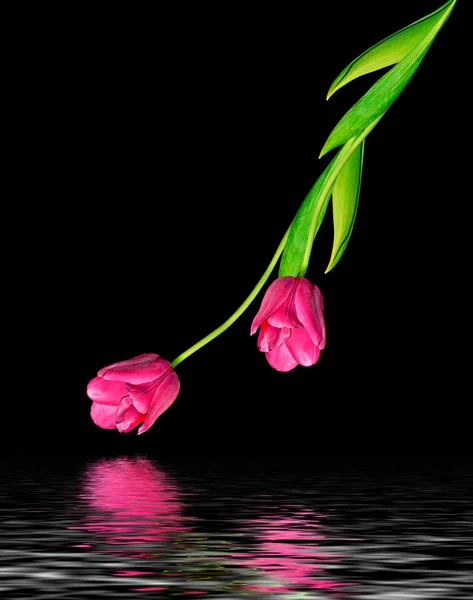 Spring flowers tulips isolated on black background. — Stock Photo, Image