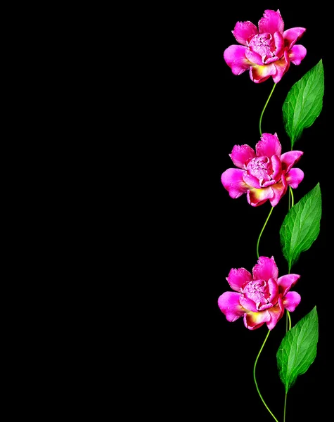Renkli çiçekler peonies izole siyah arka plan üzerine — Stok fotoğraf