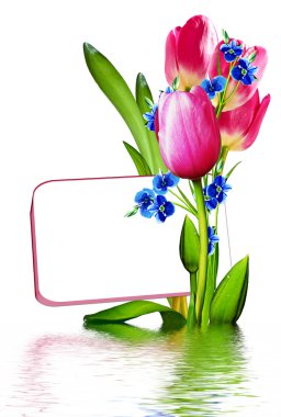 bahar çiçekleri beyaz arkaplanda izole laleler