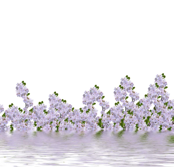 Schöne zarte Blüten der Apfelblüte isoliert auf weißem Ba — Stockfoto