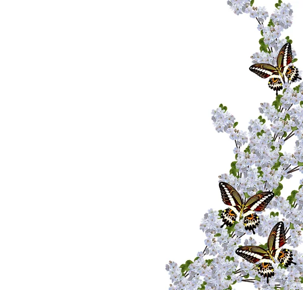 Hermosas flores delicadas de flor de manzana aisladas en ba blanca —  Fotos de Stock