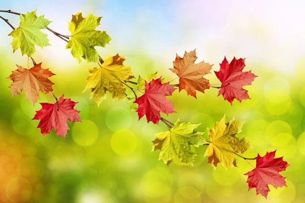 Paisaje de otoño. Hermosas hojas. Árboles coloridos —  Fotos de Stock
