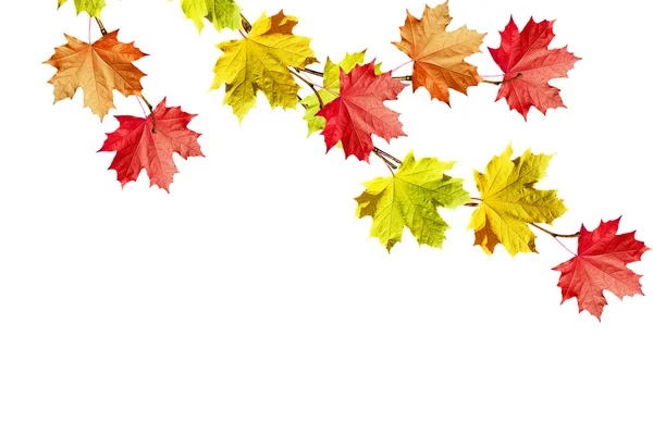 Herfst bladeren geïsoleerd op witte achtergrond. — Stockfoto