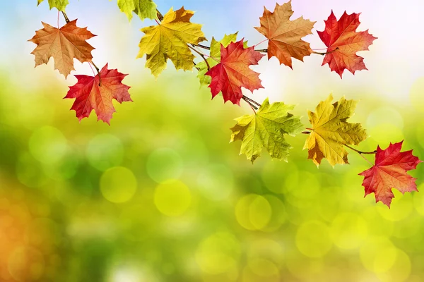 Herfst landschap. Mooie bladeren. Kleurrijke bomen — Stockfoto