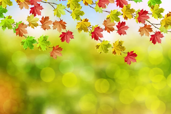 Herbstlandschaft. schöne Blätter. Bunte Bäume — Stockfoto