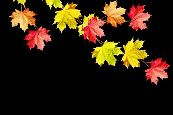 Autumn leaves isolated on black background. — Stock Photo, Image