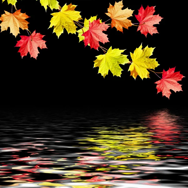 Autumn leaves isolated on black background. — Stock Photo, Image