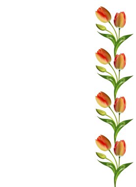 bahar çiçekleri beyaz arkaplanda izole laleler