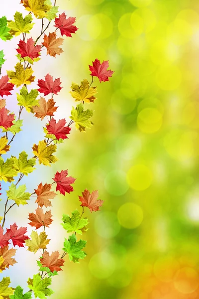 Őszi táj. Gyönyörű leveleket. Színes fák — Stock Fotó