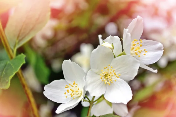 Witte jasmijn. De tak delicate lente bloemen — Stockfoto
