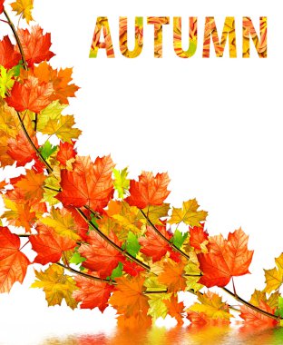 sonbahar yaprakları beyaz arkaplanda izole. 