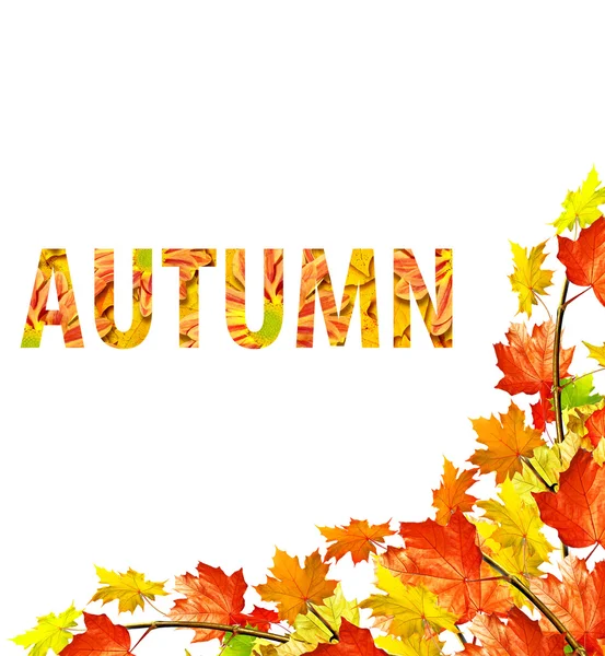 Podzimní listí izolované na bílém pozadí. — Stock fotografie