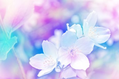 Beyaz yasemin. Narin bahar çiçekleri dalları