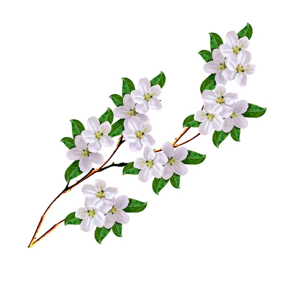 Gałęzi kwitnienia apple na białym tle na białym tle. Wiosna — Zdjęcie stockowe