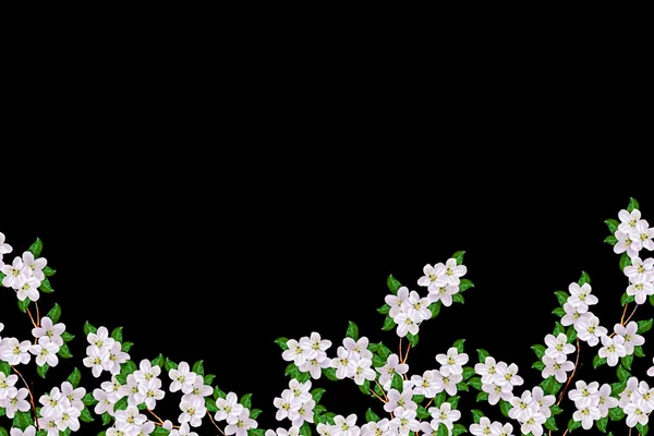 Gałąź białych kwiatów jabłka — Zdjęcie stockowe