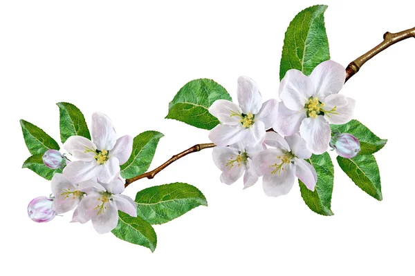 Floraison branche de pomme isolée sur un fond blanc. Printemps — Photo