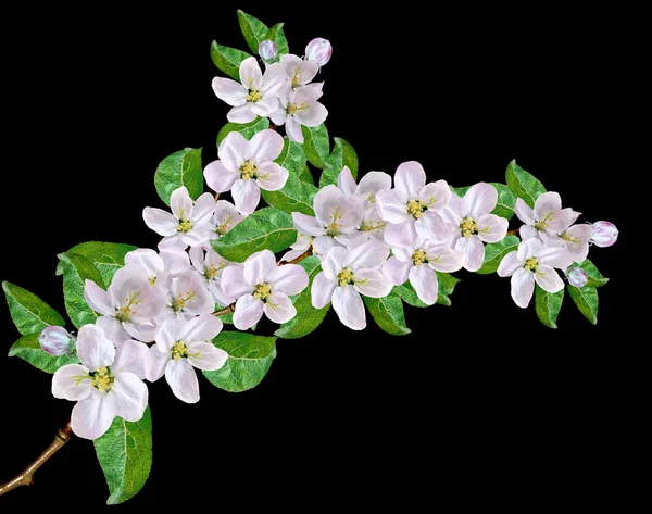Branche de fleurs de pomme blanche — Photo