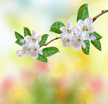 Bahar manzara. Çiçekli elma ağacı. Bahçe.