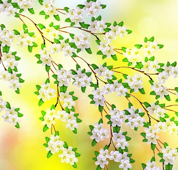 봄 풍경입니다. 꽃 사과 나무입니다. 정원. — 스톡 사진