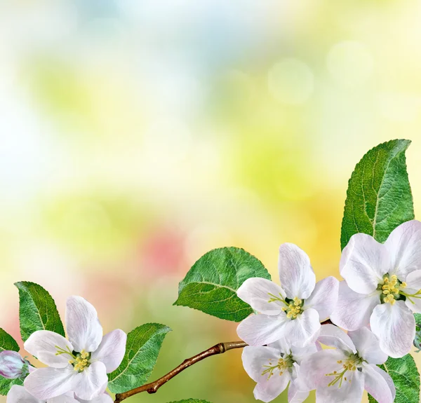 Lente landschap. Bloeiende appelboom. Tuin. — Stockfoto